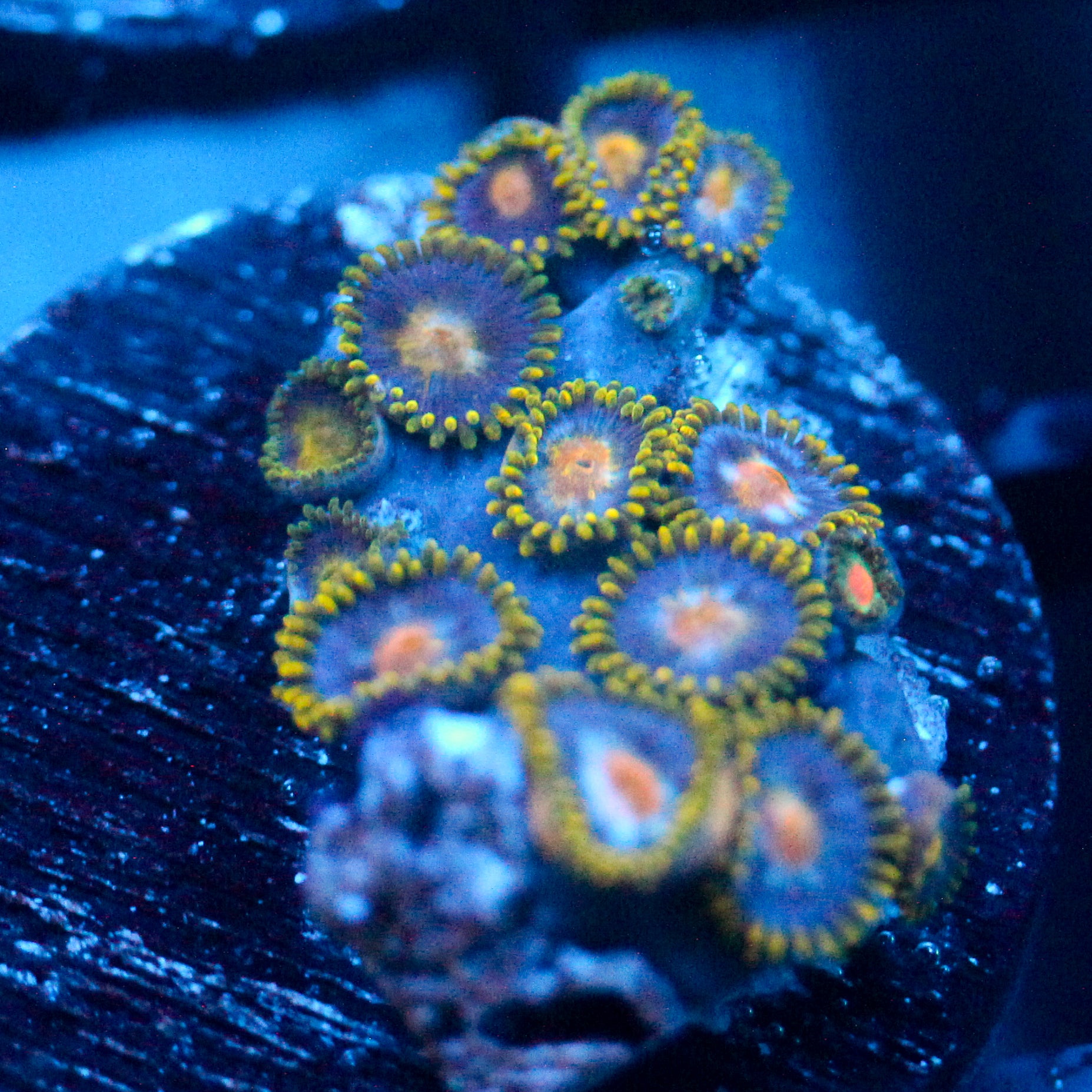 JC Blue Beast Zoanthid