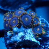 JC Gold Gobbler Zoanthid