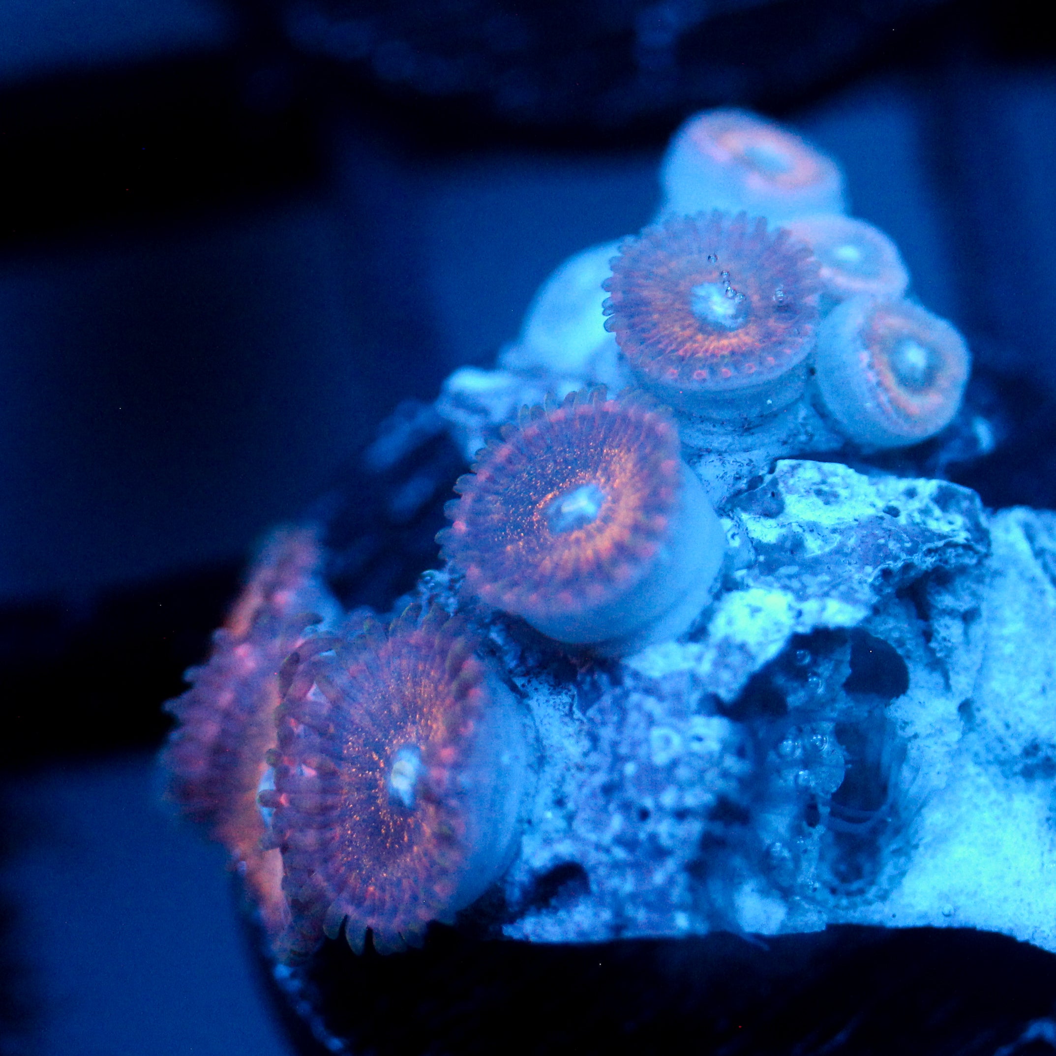 JC Peachy Zoa's