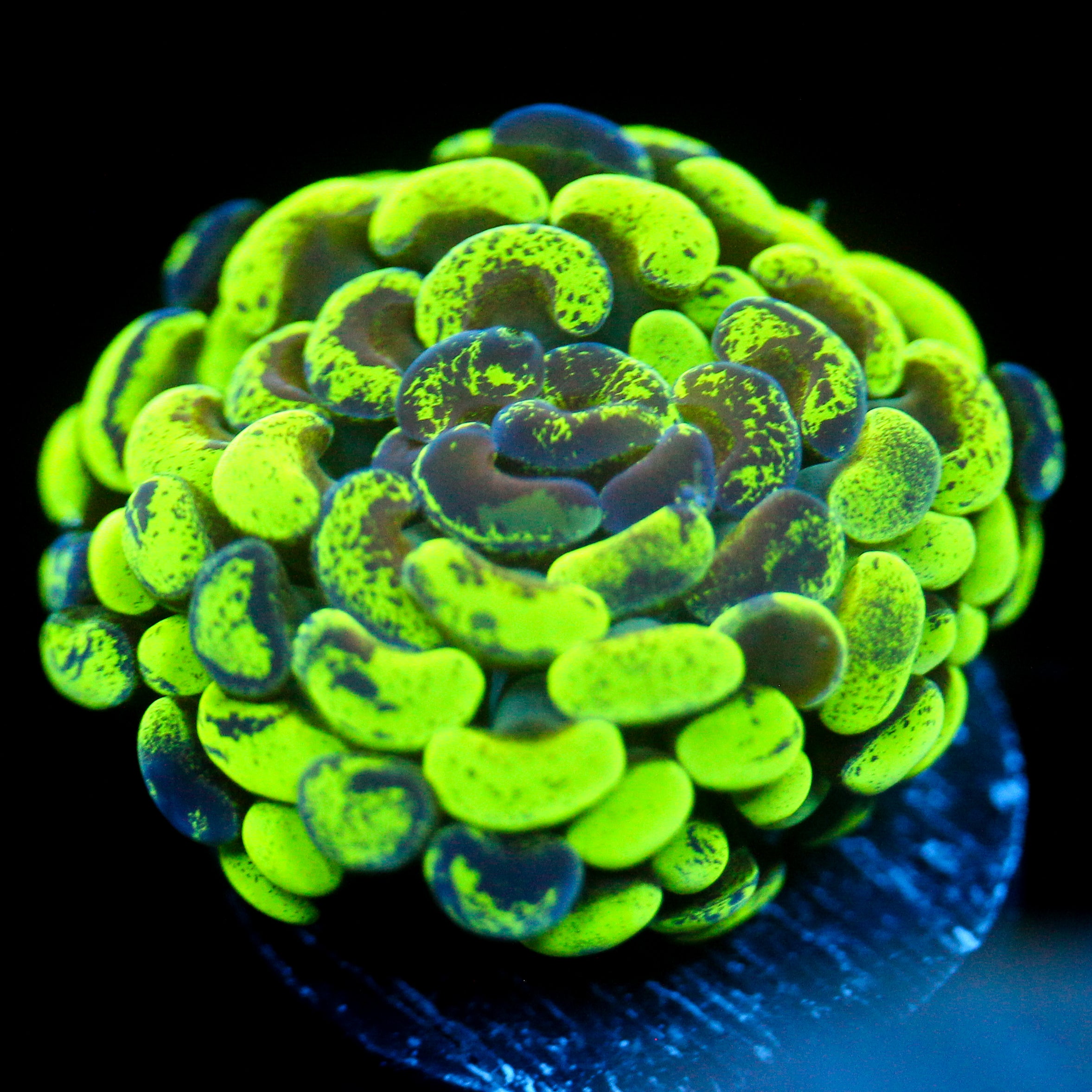 JC Ultra Splatter Hammer