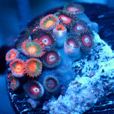 JC Zoa Garden Seed