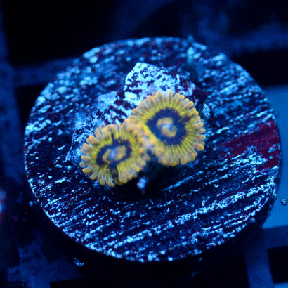 JC Rainbow Yoda Zoanthid