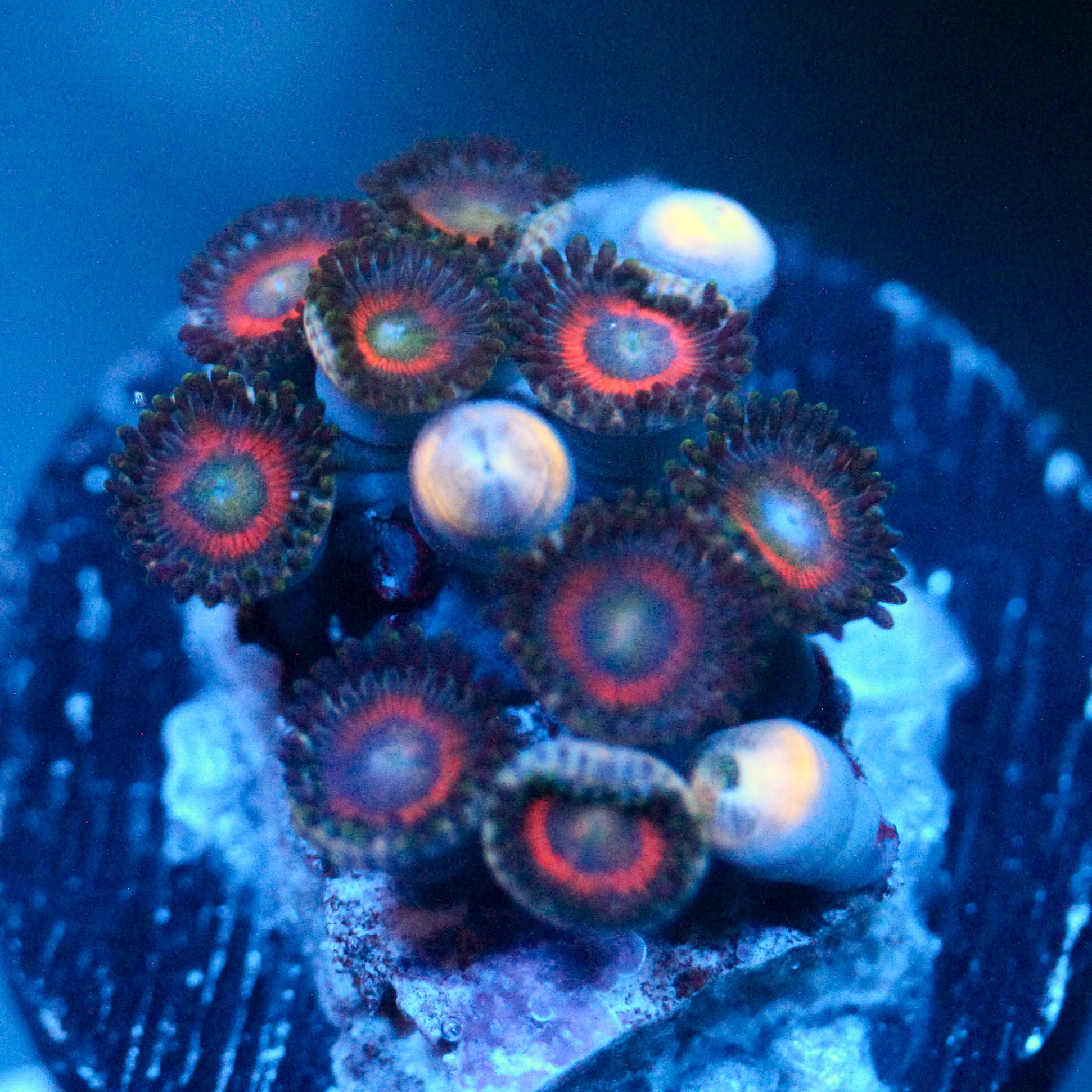 JC Empire Zoanthid