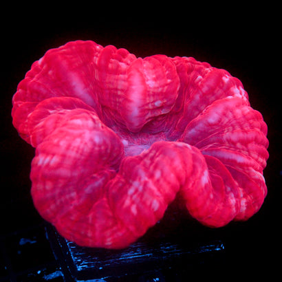 JC Pink Pucker Cynarina 3.5"+
