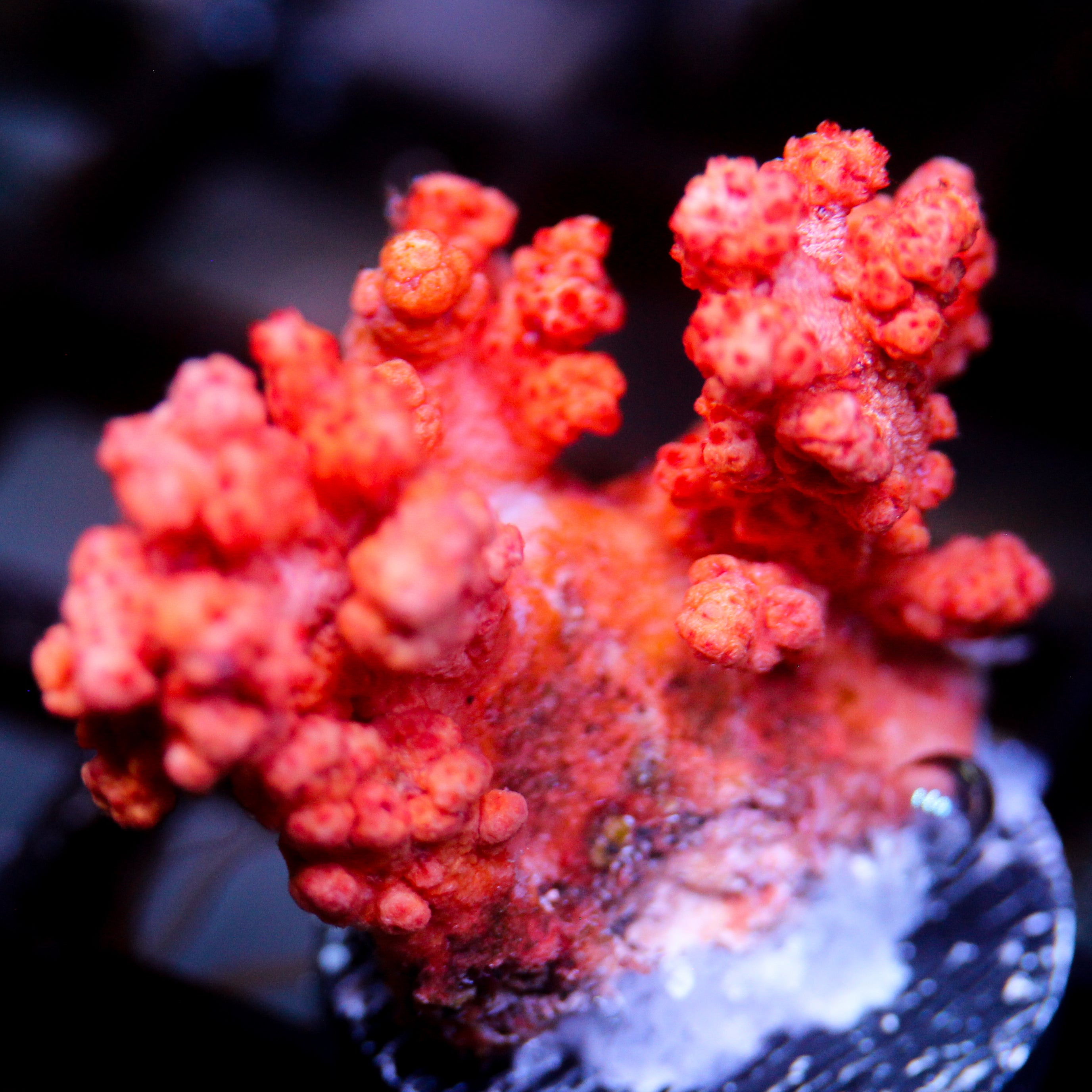 JC Dendronepthea Frag