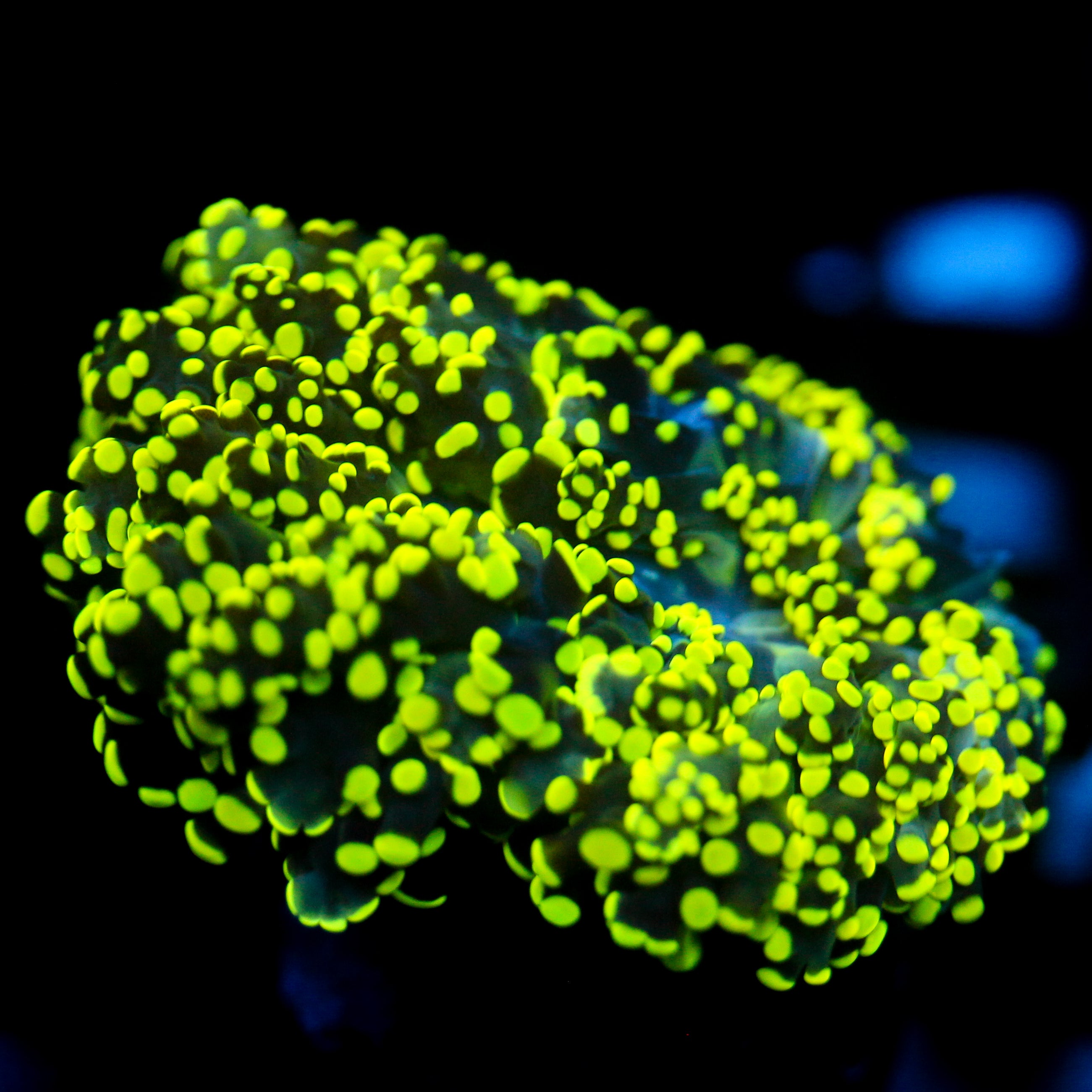 JC Neon Tip Octo