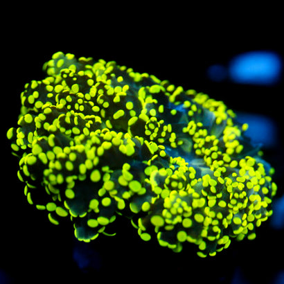 JC Neon Tip Octo