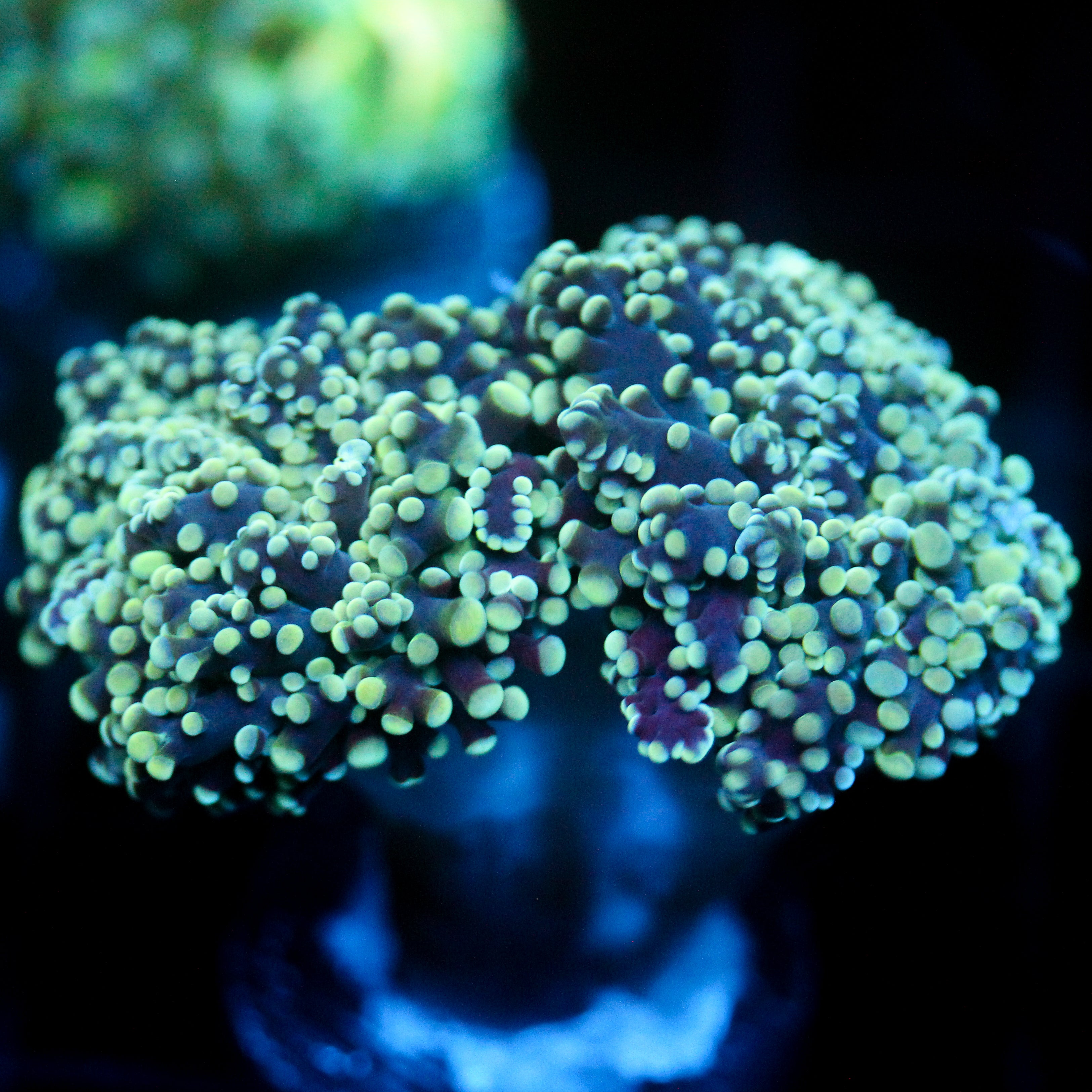 JC Frosty Caps Octo