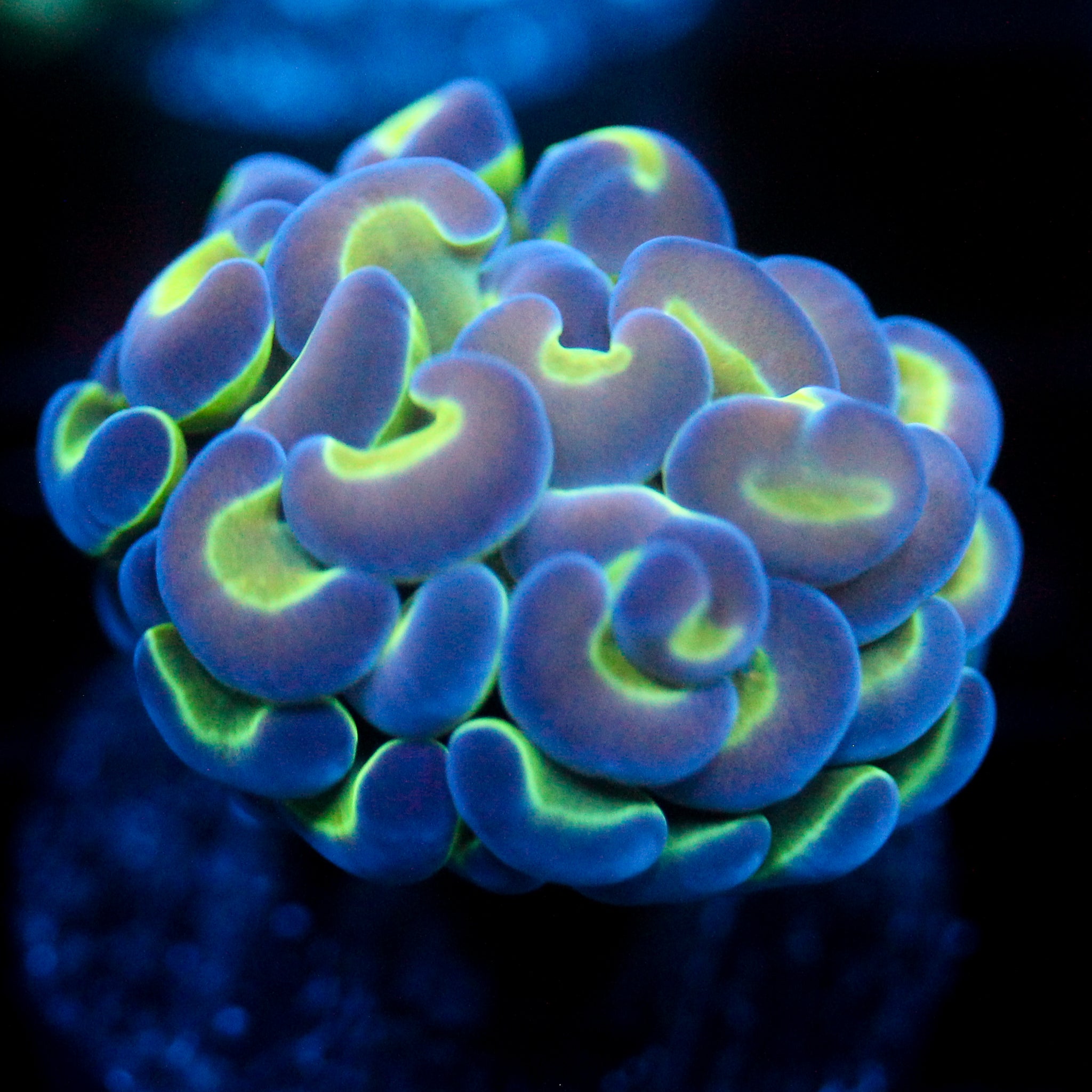 JC Hologram Hammer
