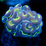 JC Hologram Hammer