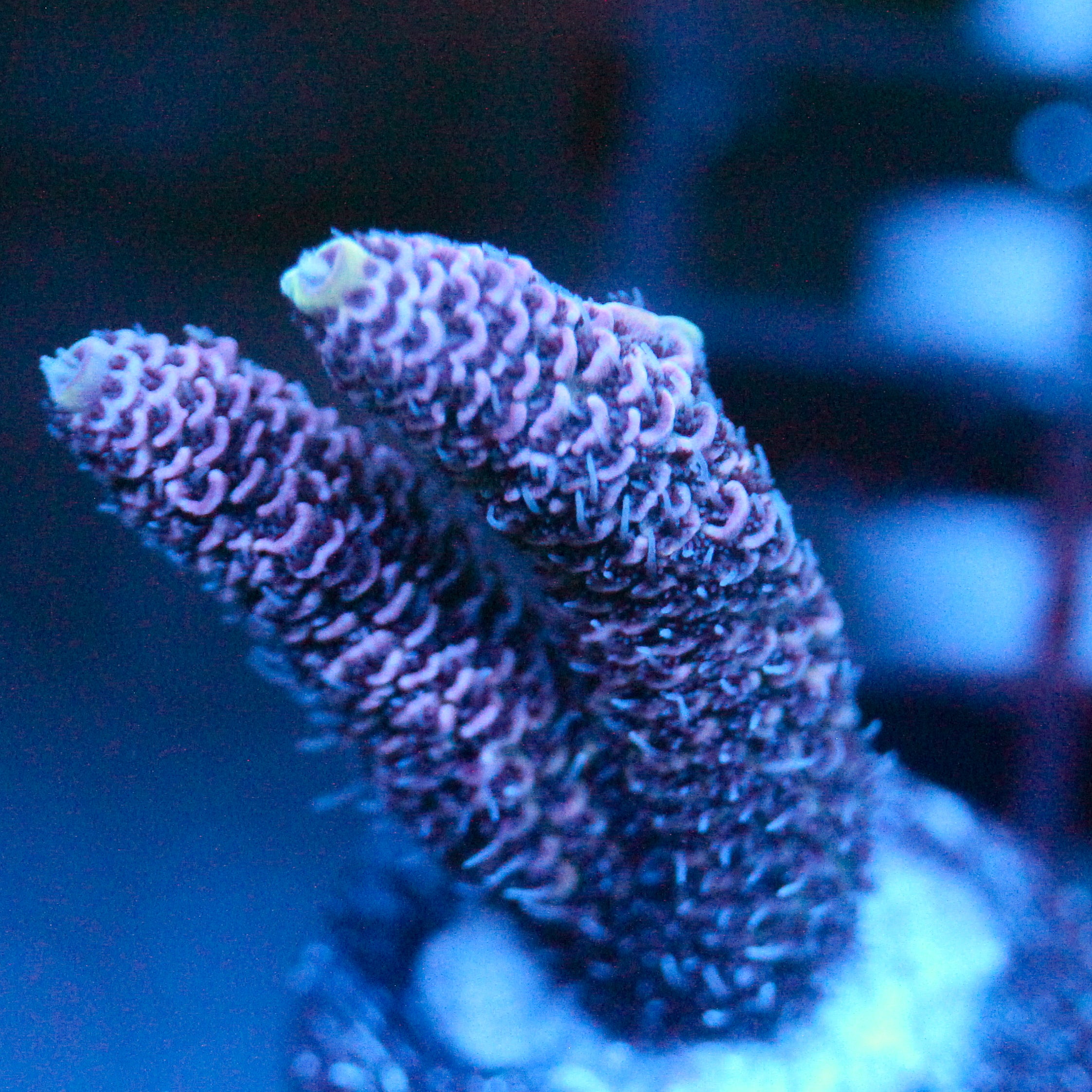 JC Purple Pillars