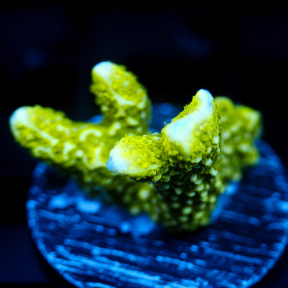 JC Neon Green Digi Monti
