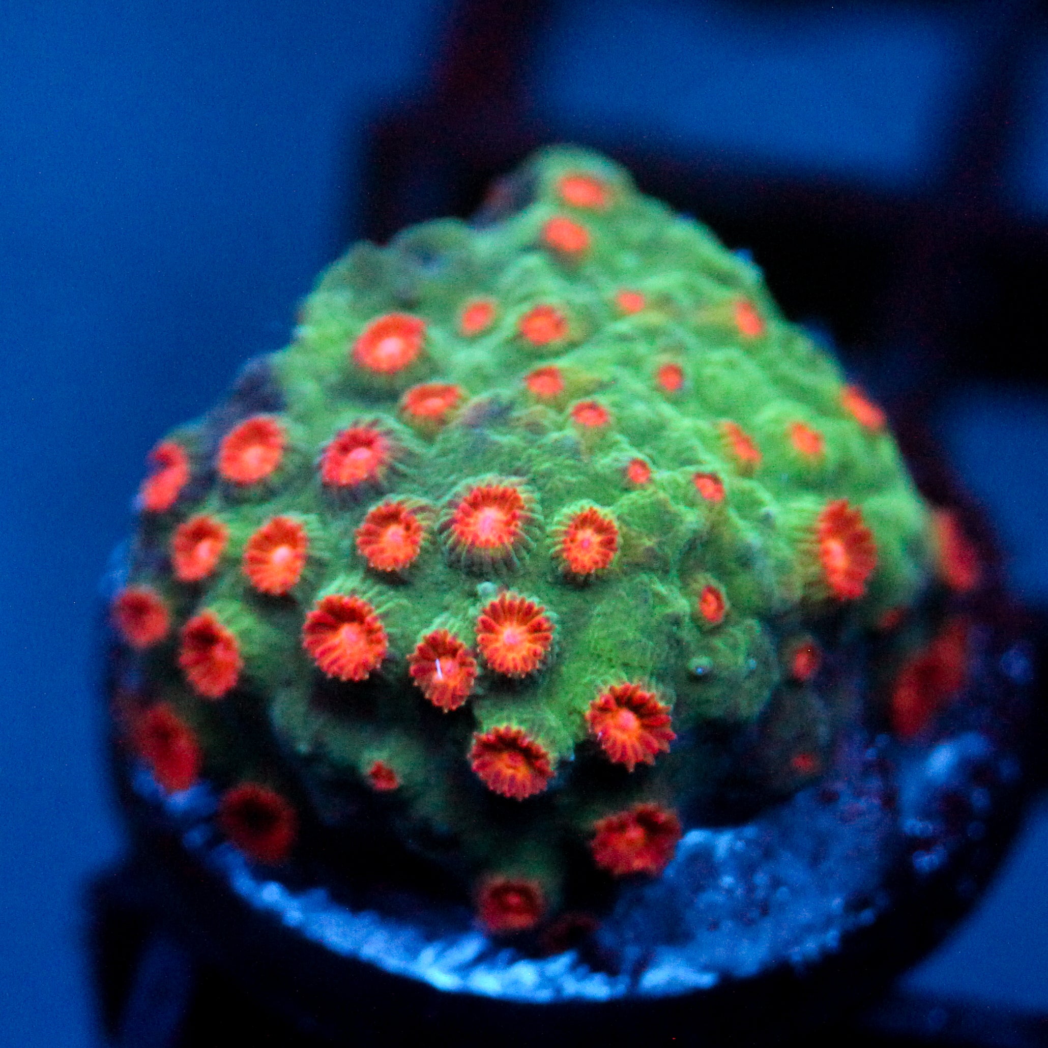 JC Evil Swarm Cyphastrea
