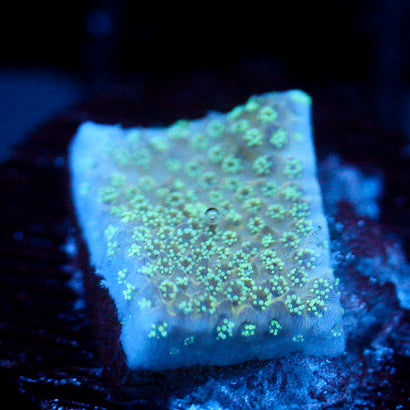 JC Minty Styloporah Side Cut