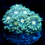 JC Blue Breath Goni
