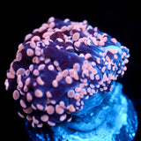 JC Pink Tip Octo