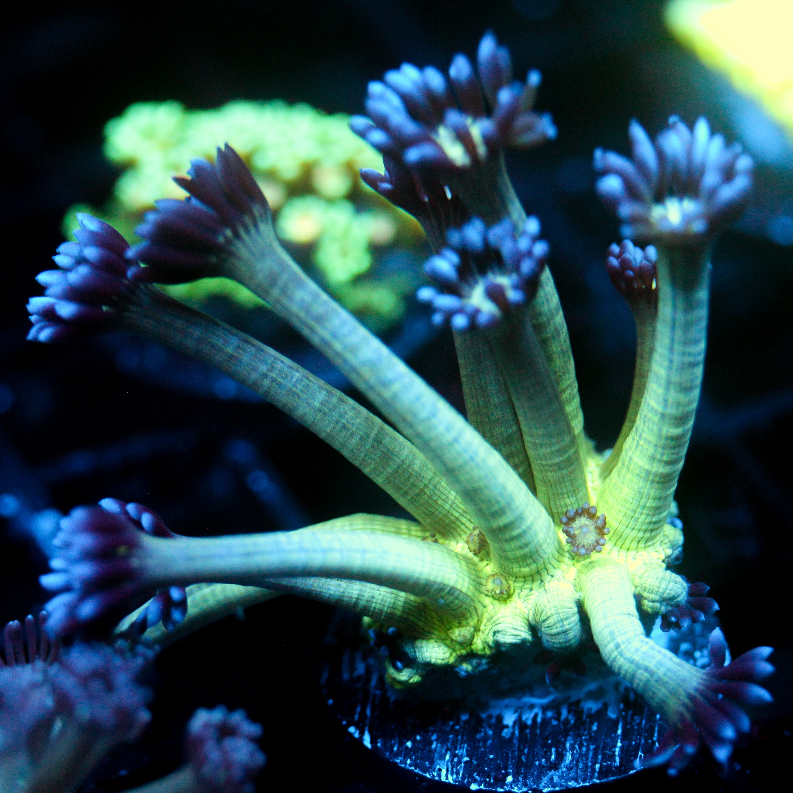 JC Peacock Goni