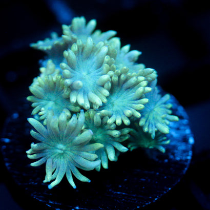 JC Maelstrom Goni