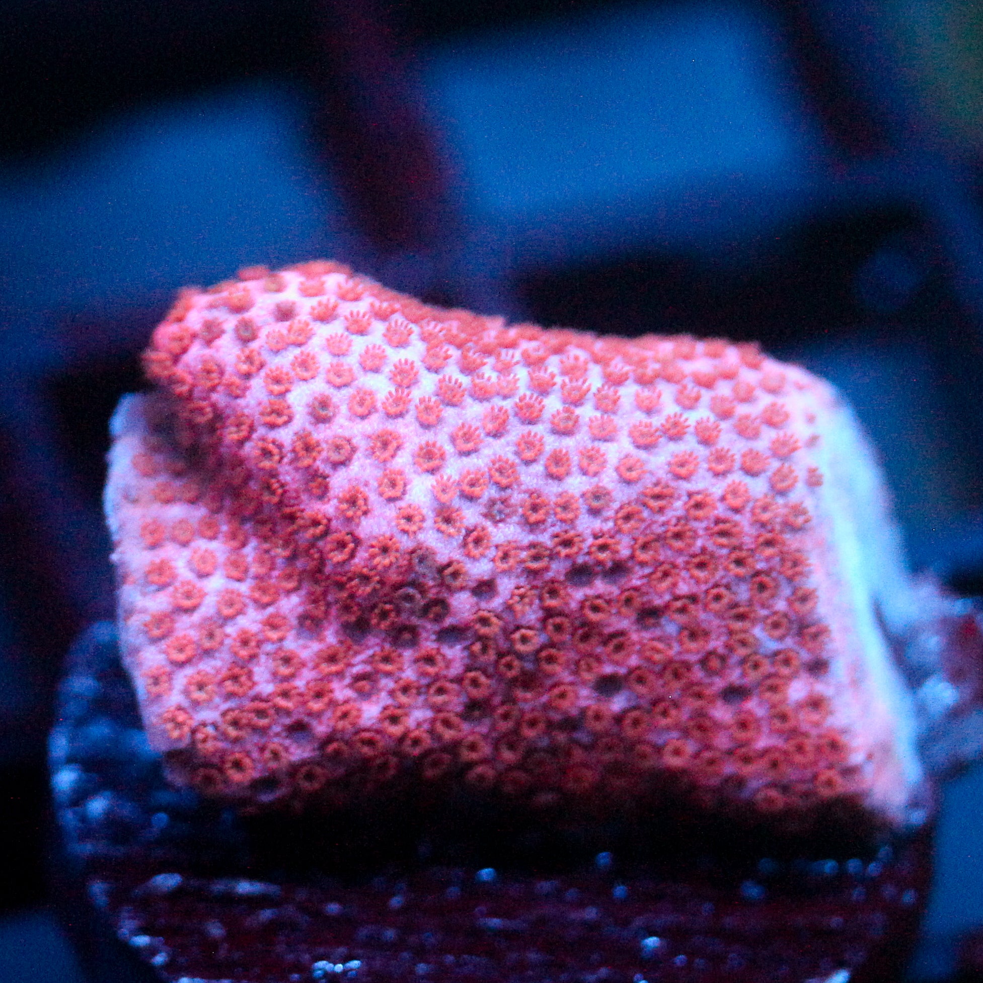 JC Pink Whisper Monti Log