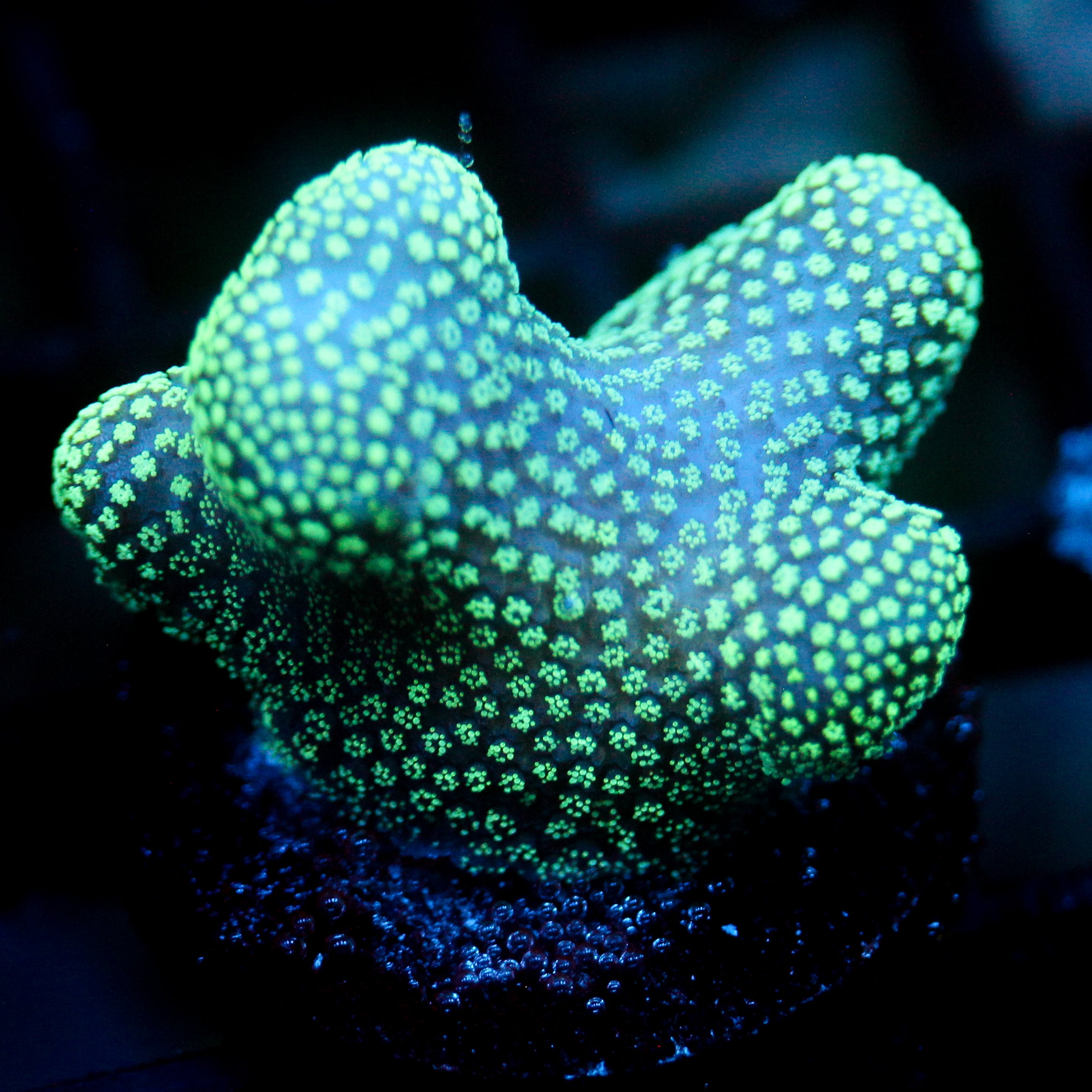 JC Neon Styloporah