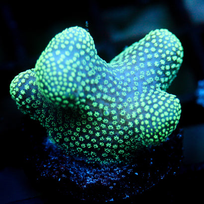 JC Neon Styloporah