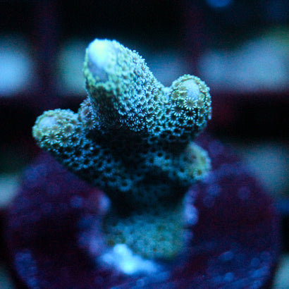 JC Blue Polyp Digi Monti