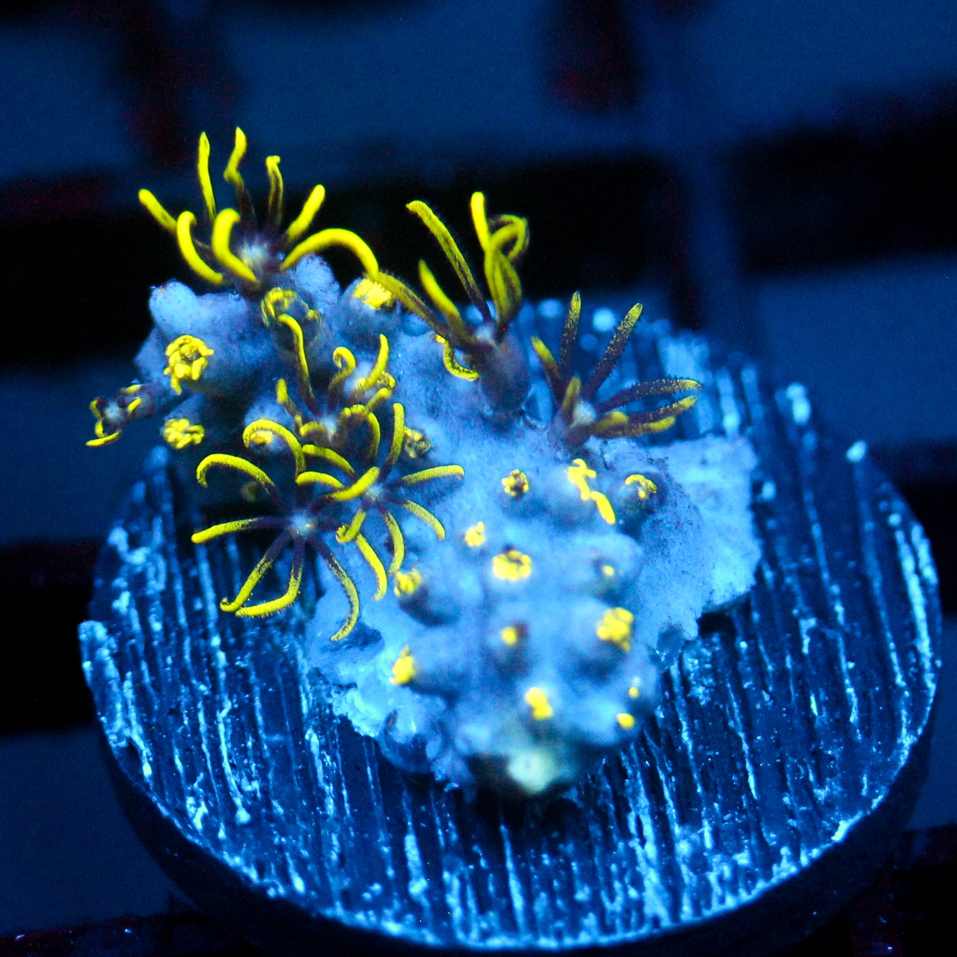JC Lime wire GSP