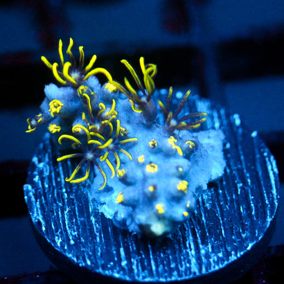 JC Lime wire GSP