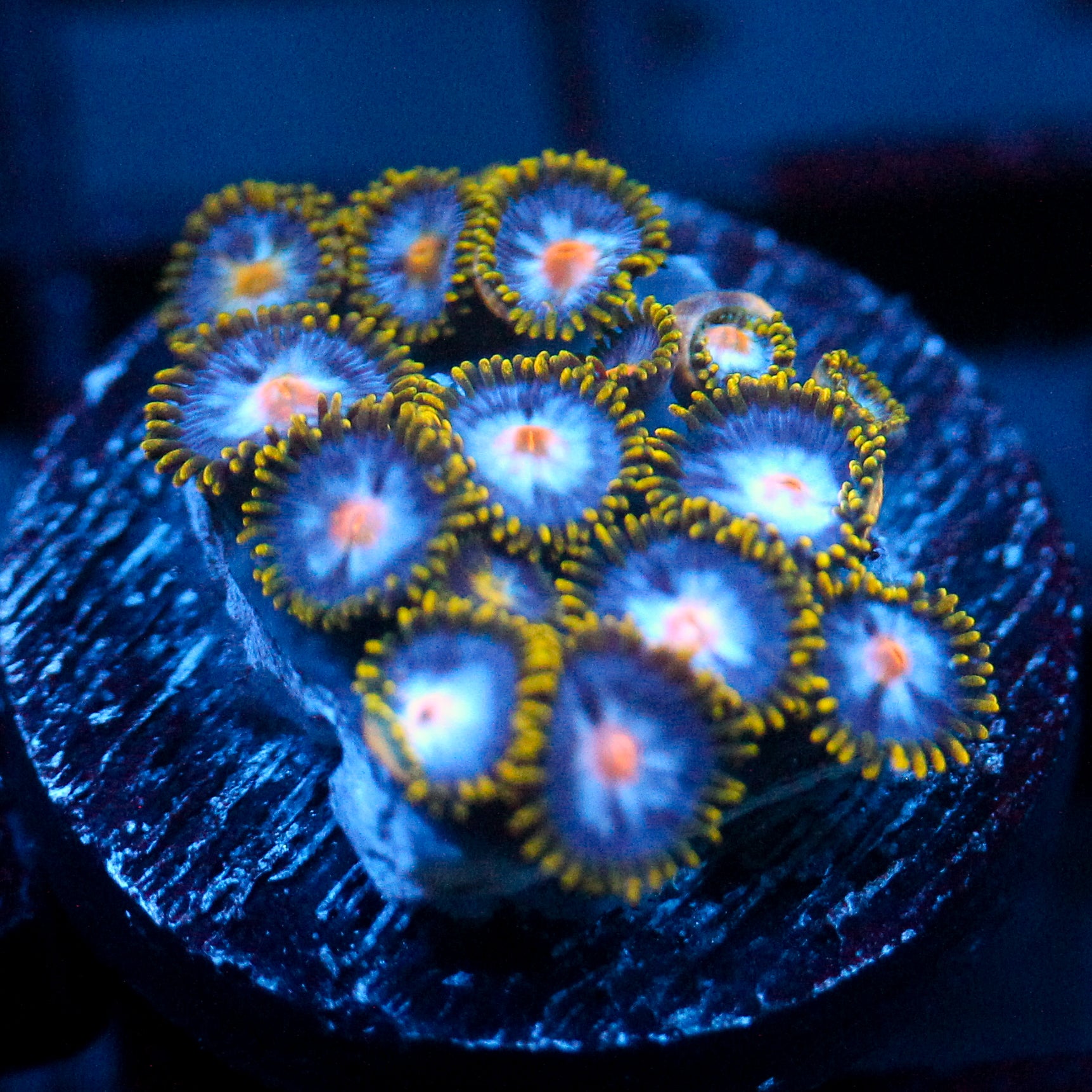 JC Blue Beast Zoanthid