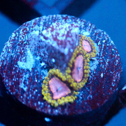 JC Purple Monster Zoanthid