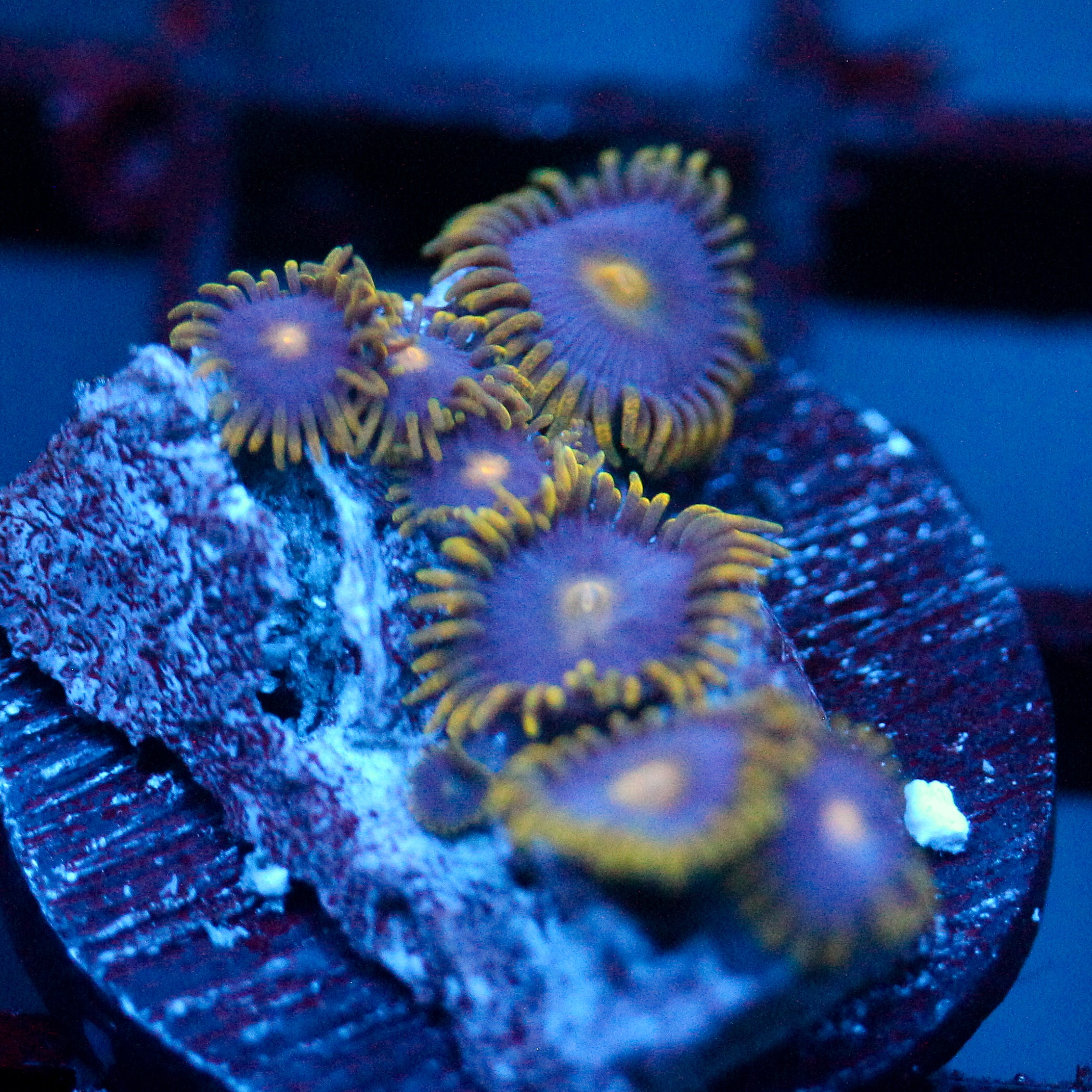 JC Gold Burn Zoanthid