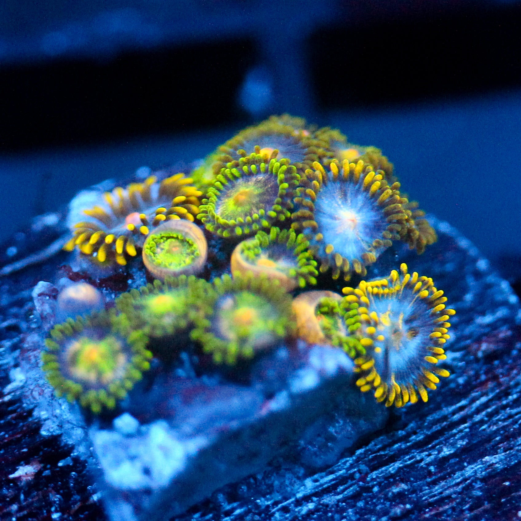 JC Zoa Garden Seed