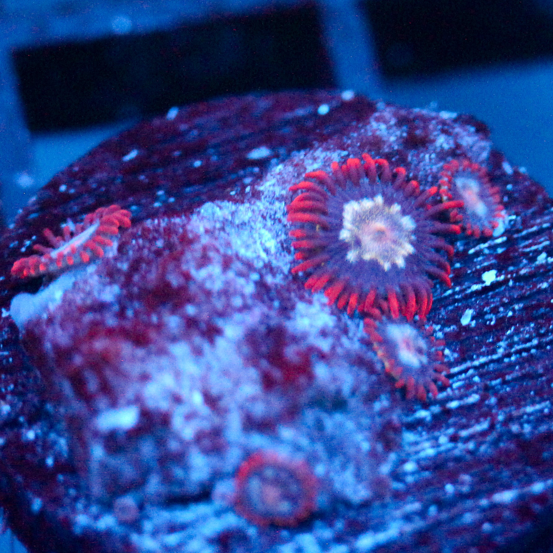 JC Edge of Reality Zoanthid