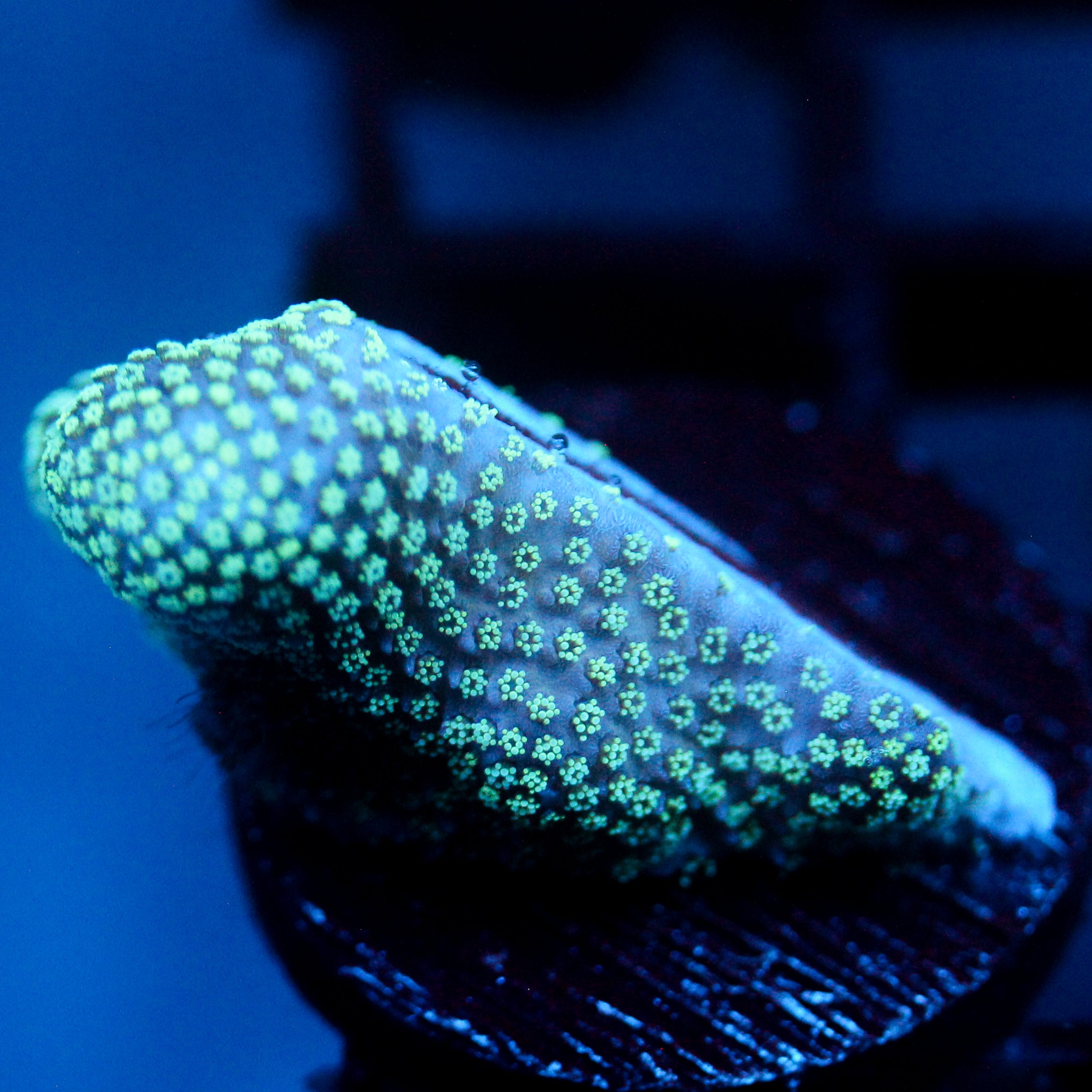 JC Minty Styloporah