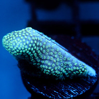 JC Minty Styloporah