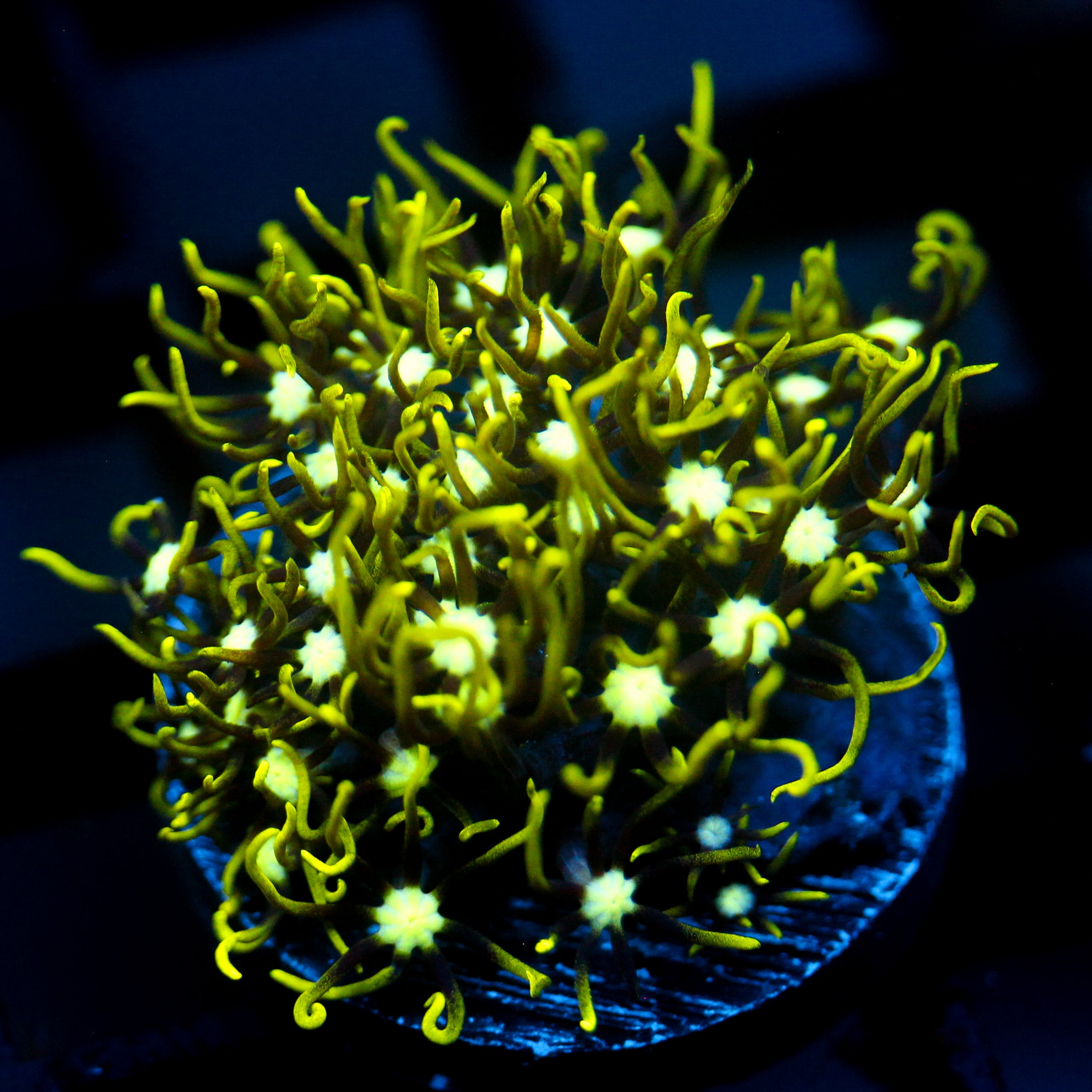 JC Ghoul Polyp GSP