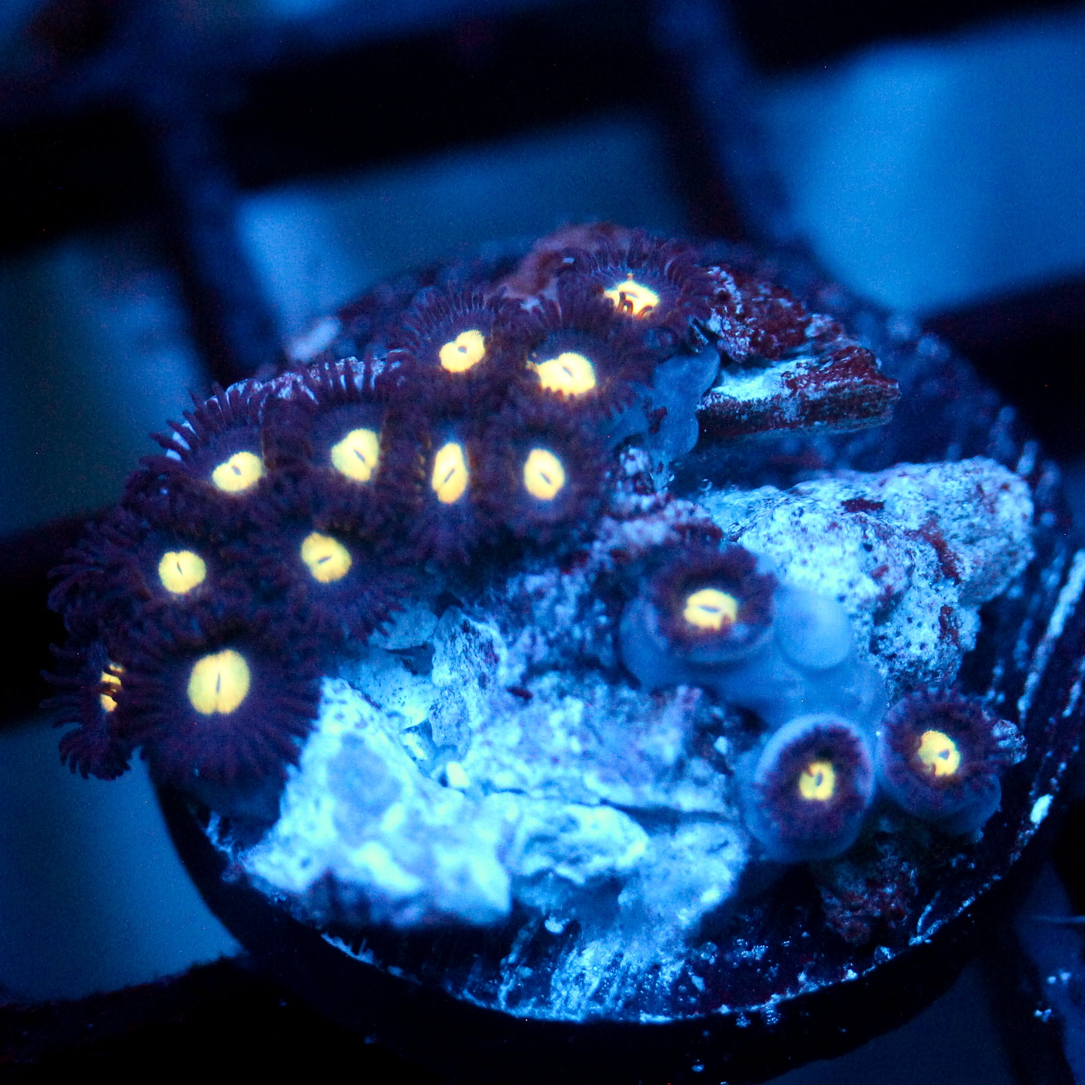 JC Deep Greed Zoanthid