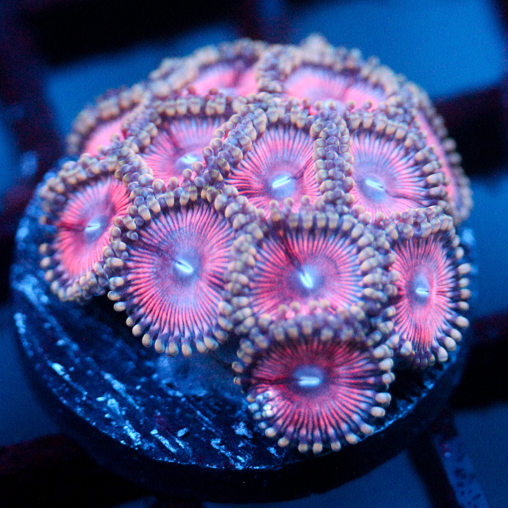 JC Terrorizer Zoanthid