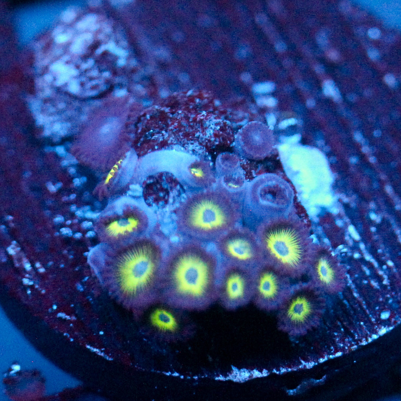 JC Sinister Greens Zoanthid