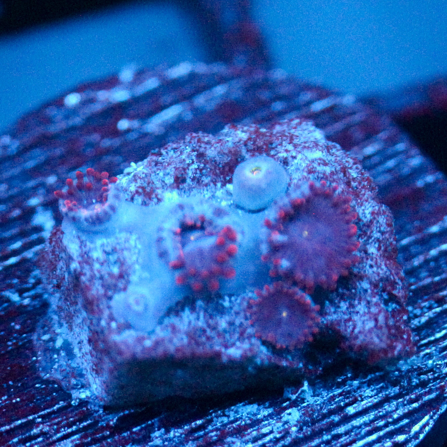 JC Nova Zoanthid