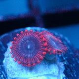 JC Typhloshion Zoanthid