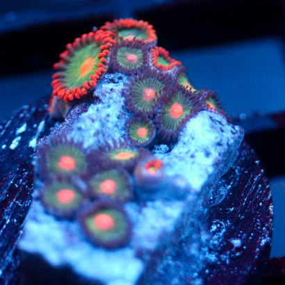 JC Alien Blood Zoanthid Mix