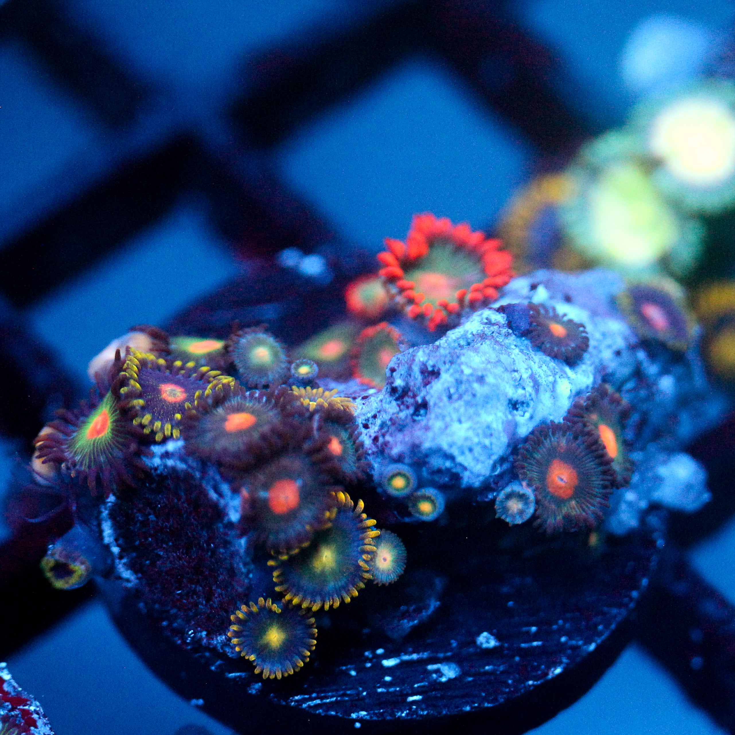 JC Zoa Garden Seed