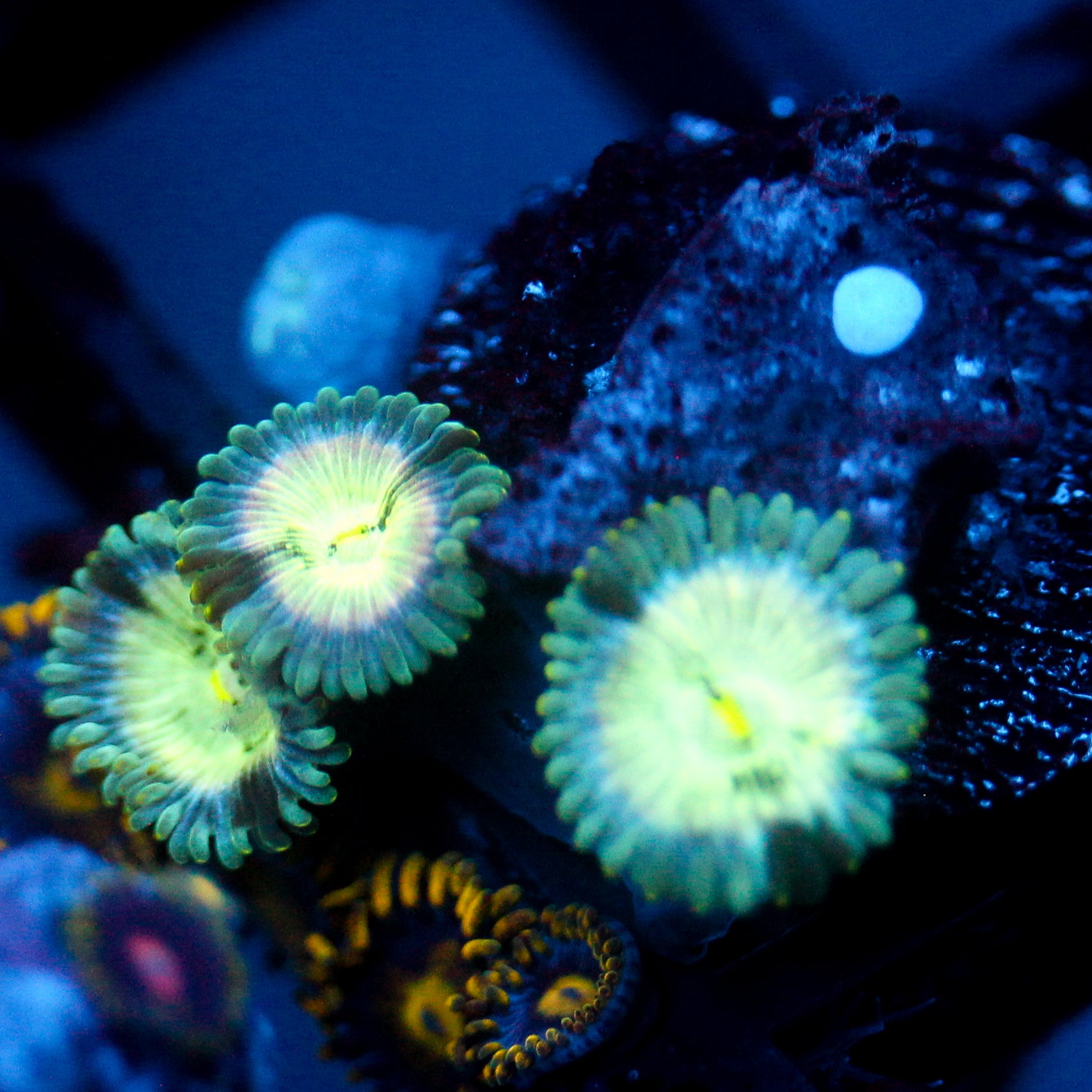 JC Hawaiian Ding Dang Zoanthid