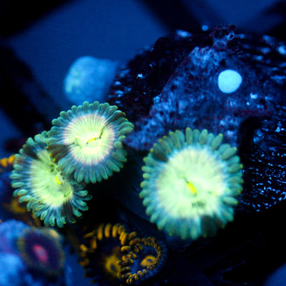 JC Hawaiian Ding Dang Zoanthid