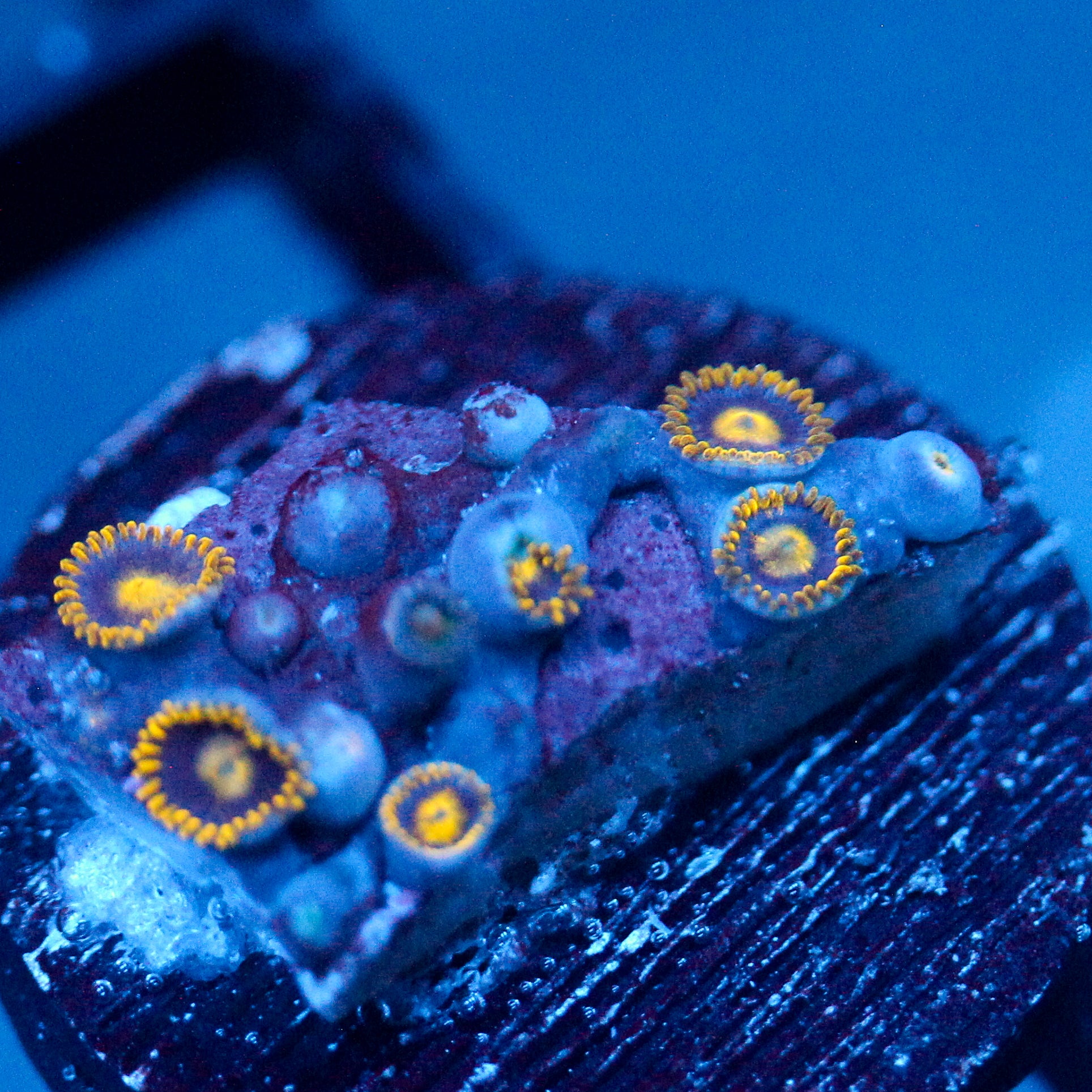 JC Gold Gobbler Zoanthid