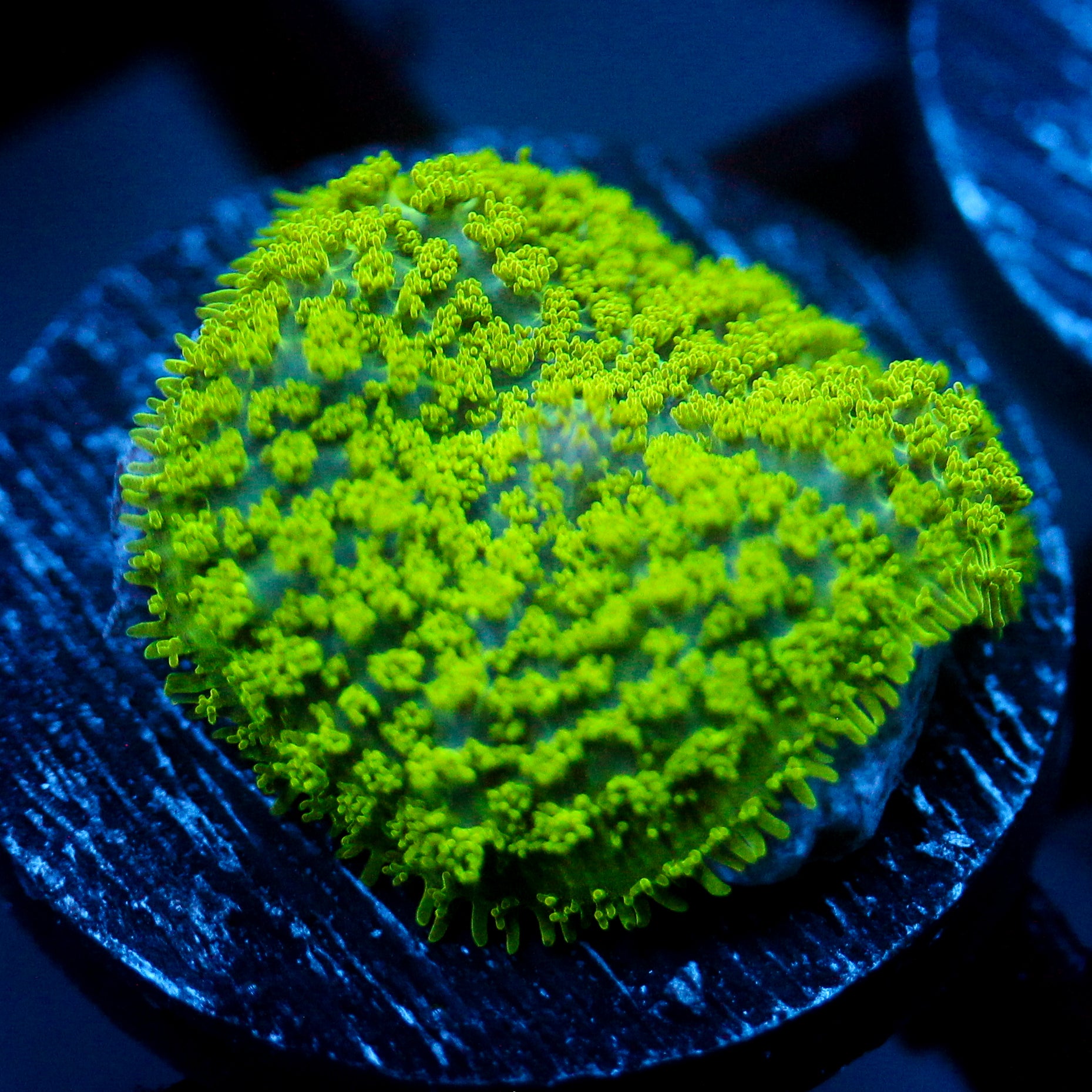 JC Neon Green Rhodactis