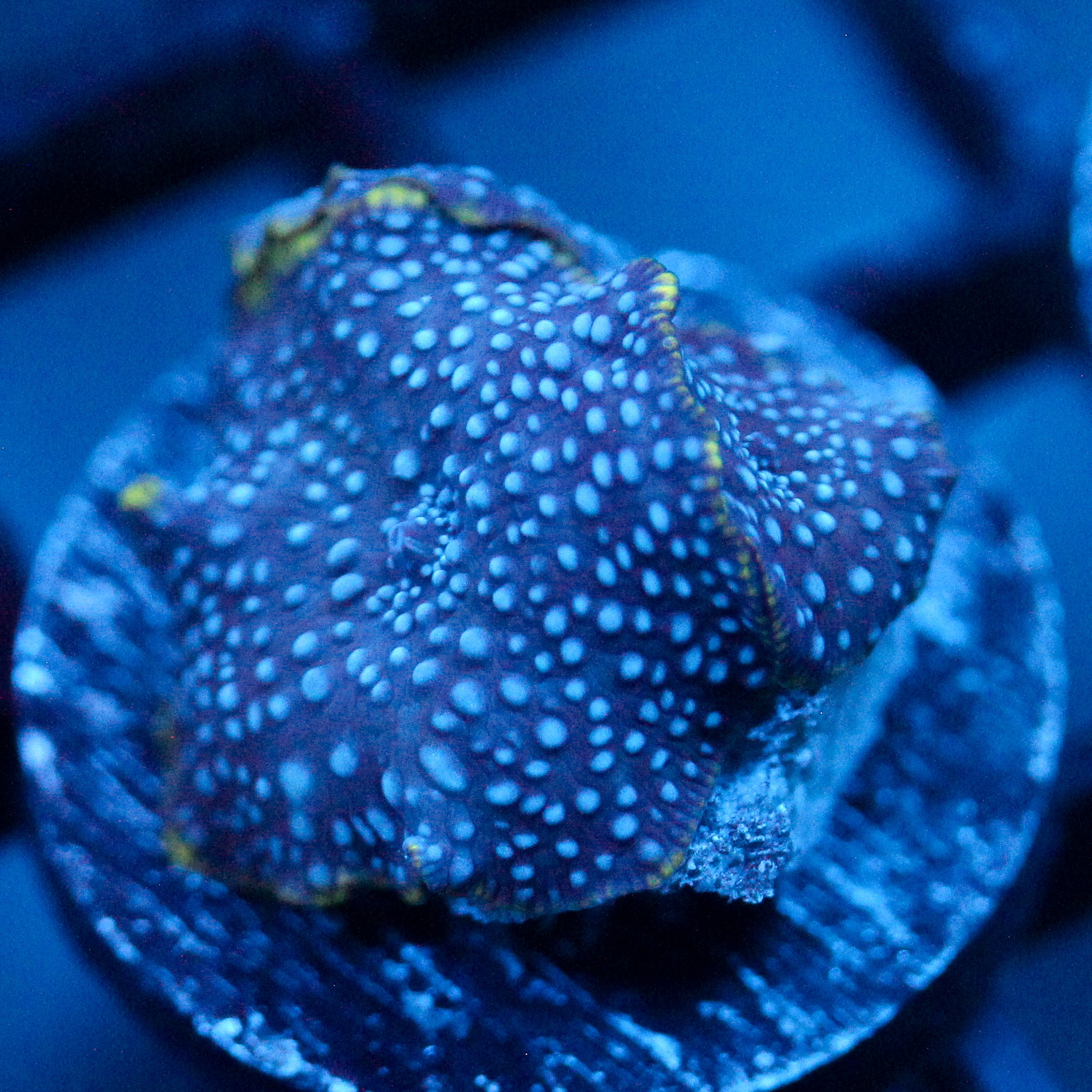 JC Blue on Blue Discosoma Duo