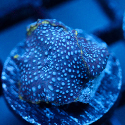 JC Blue on Blue Discosoma Duo