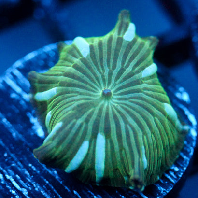 JC Blue streak watermelon Rind Discosoma